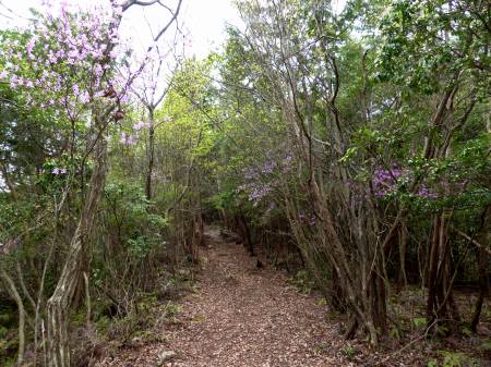 コバノミツバツツジ