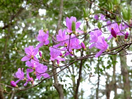 コバノミツバツツジ