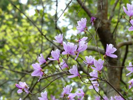 コバノミツバツツジ