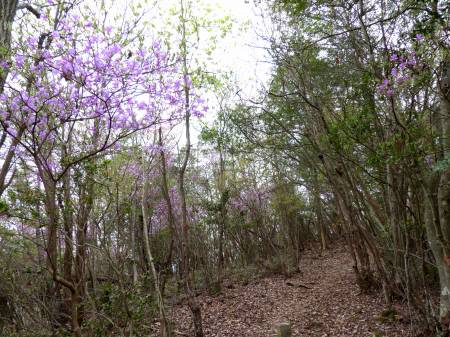 コバノミツバツツジ