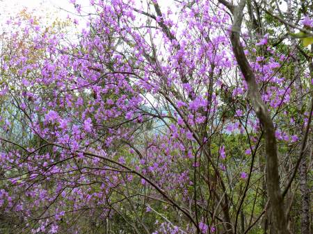 コバノミツバツツジ