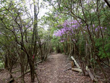 コバノミツバツツジ