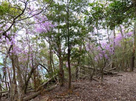 コバノミツバツツジ