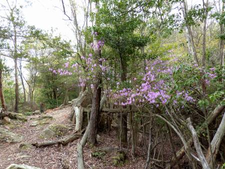 コバノミツバツツジ
