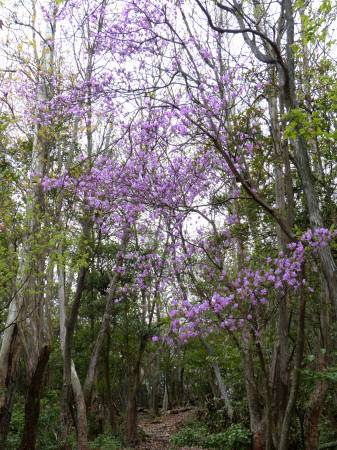 コバノミツバツツジ