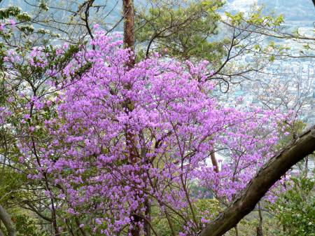 コバノミツバツツジ