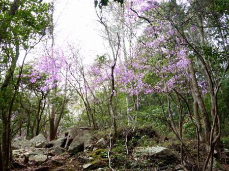 コバノミツバツツジ