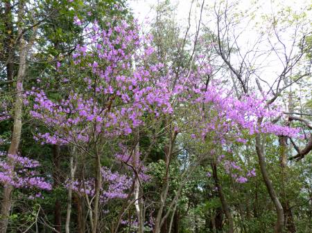コバノミツバツツジ