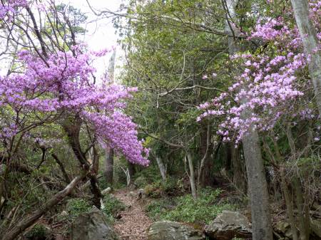 コバノミツバツツジ