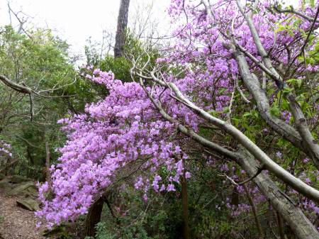 コバノミツバツツジ