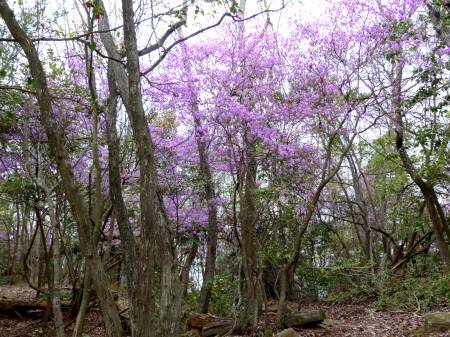 コバノミツバツツジ