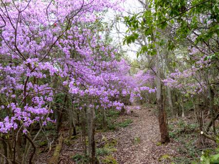コバノミツバツツジ