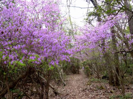 咲き誇るツツジ