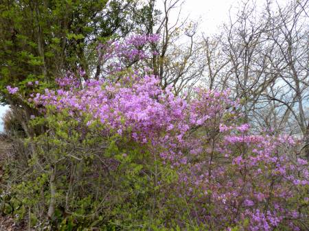 コバノミツバツツジ