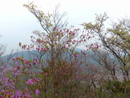 コバノミツバツツジ