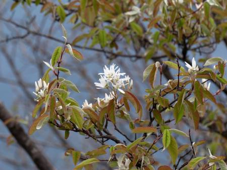 木ザイフリボク