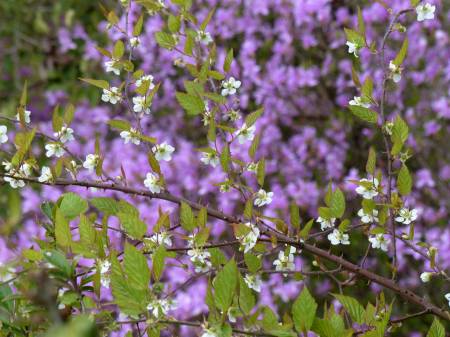 ナガバモミジイチゴ