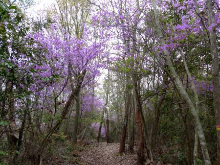 コバノミツバツツジ
