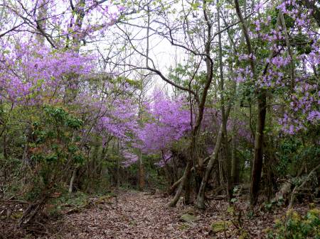 コバノミツバツツジ
