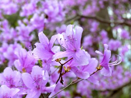 コバノミツバツツジ