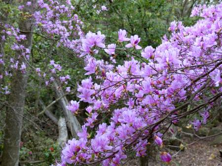 コバノミツバツツジ