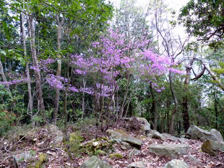 コバノミツバツツジ