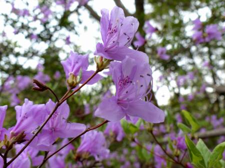 コバノミツバツツジ