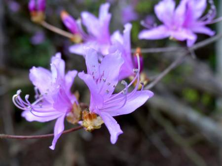 コバノミツバツツジ