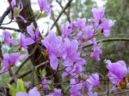 コバノミツバツツジ