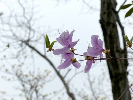 コバノミツバツツジ