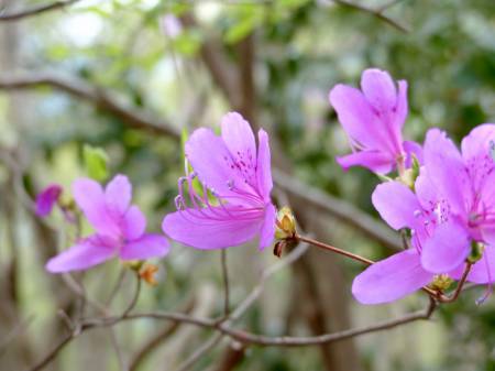コバノミツバツツジ