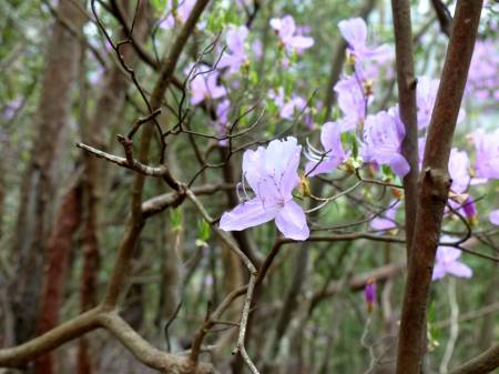 コバノミツバツツジ