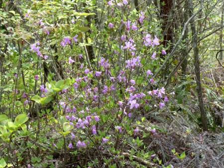 コバノミツバツツジ