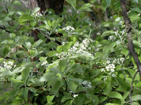 コバノガマズミ