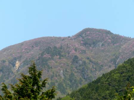 アケボノツツジ