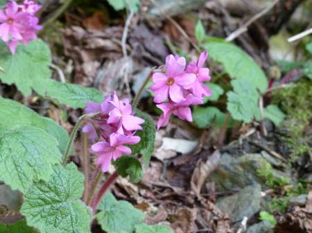 シコクカッコウソウ
