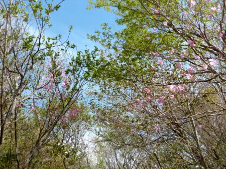 アケボノツツジ