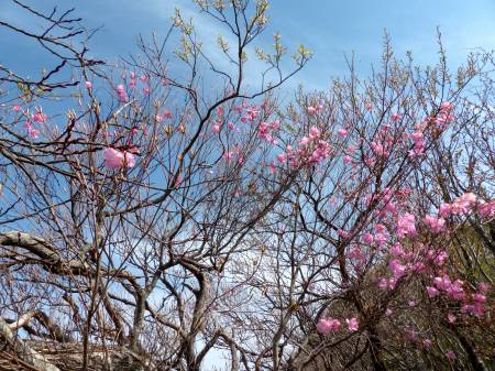 アケボノツツジ