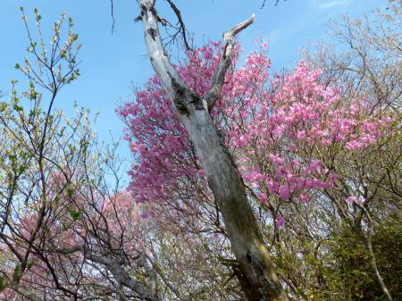 アケボノツツジ