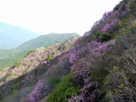 アケボノツツジ