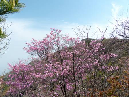 アケボノツツジ