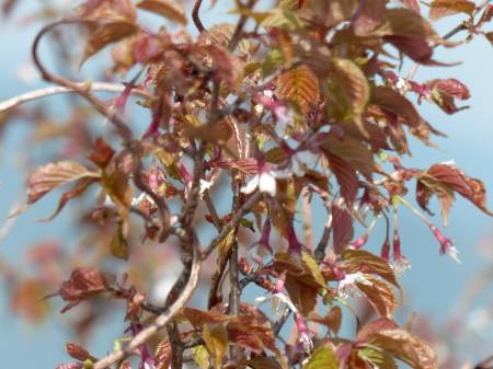 イシヅチザクラ