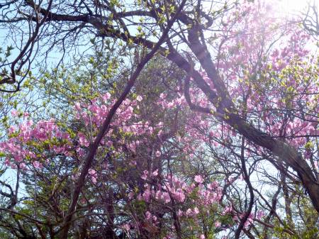 アケボノツツジ