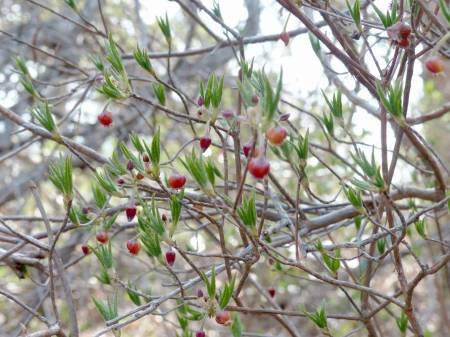 コヨウラクツツジ