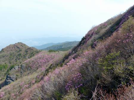 アケボノツツジ