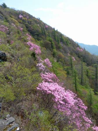 アケボノツツジ