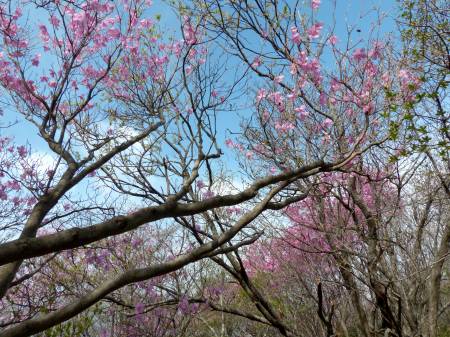 アケボノツツジ