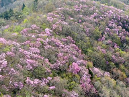 アケボノツツジ