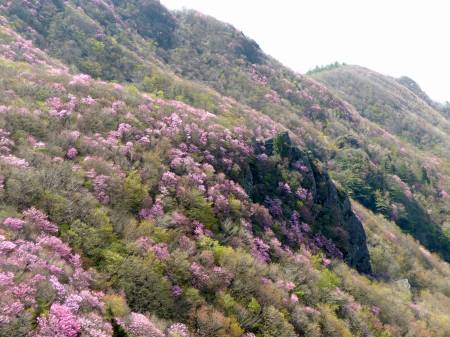 アケボノツツジ