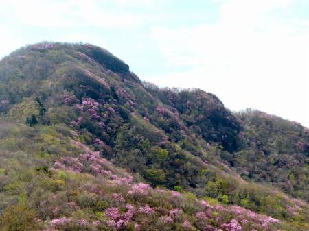 アケボノツツジ